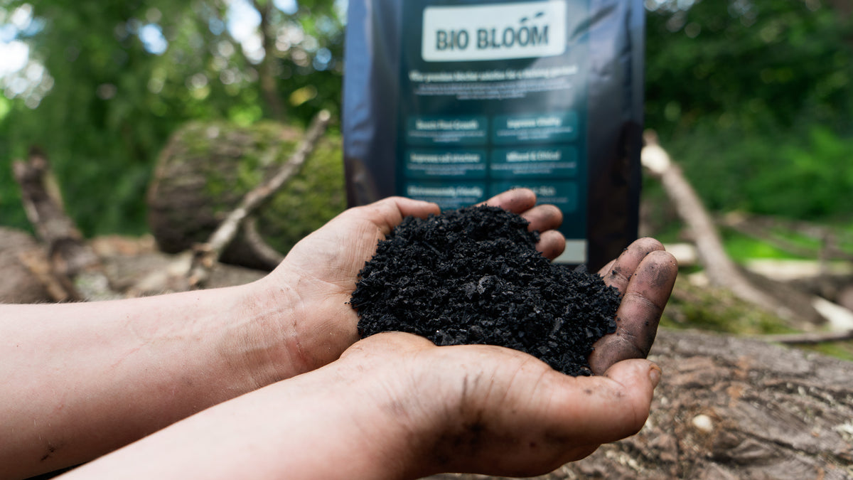 Holding freshly made biochar on the South Wales hill farm